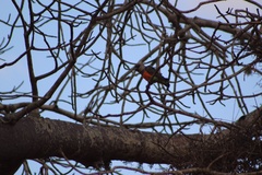 Poicephalus rufiventris