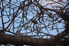 Poicephalus rufiventris