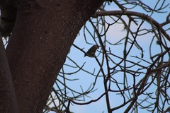 Poicephalus rufiventris