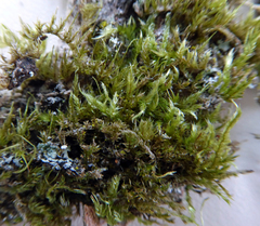 Wijkia extenuata caudata