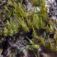 Wijkia extenuata caudata