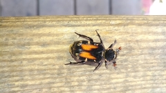Clinterocera nigra