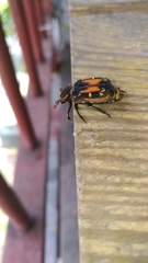 Clinterocera nigra