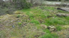 Lomatium hallii