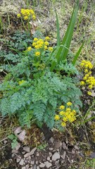 Lomatium hallii