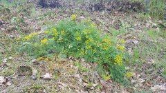 Lomatium hallii