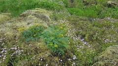 Lomatium hallii