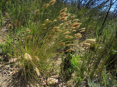 Pentameris curvifolia