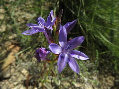 Thereianthus spicatus