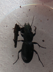 Plocamostethus planiusculus