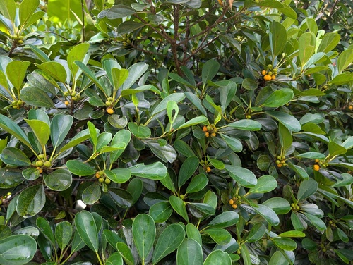 Coussapoa angustifolia