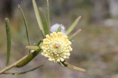 Isopogon sphaerocephalus