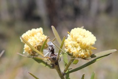 Isopogon sphaerocephalus