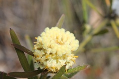 Isopogon sphaerocephalus