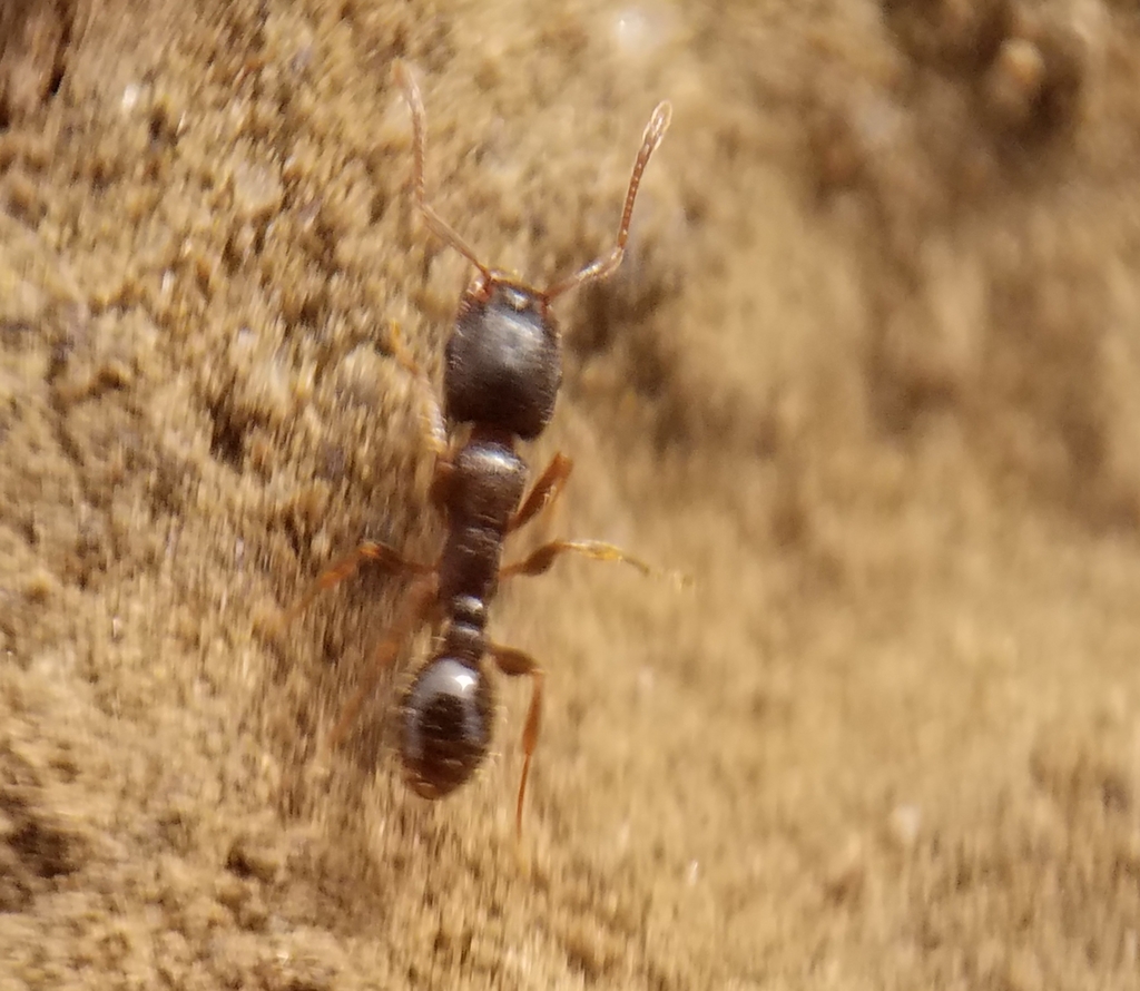 Immigrant Pavement Ant from Meridian, CA 95957, USA on November 14 ...