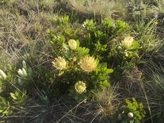 Protea roupelliae hamiltonii