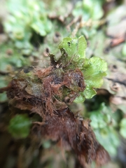Marchantia foliacea