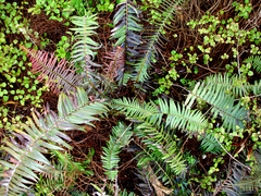 Blechnum punctulatum