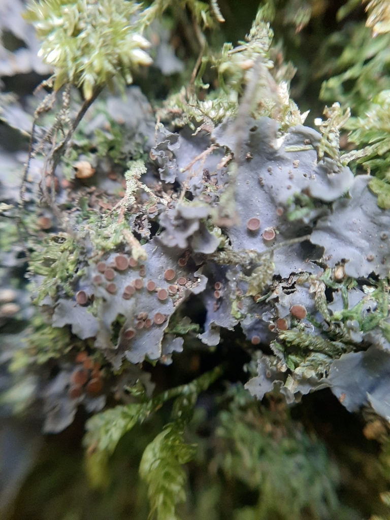 Collema subconveniens