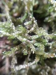 Weymouthia cochlearifolia