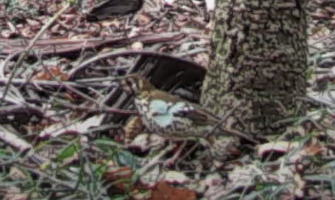 Spotted Ground Thrush (Geokichla guttata), photo 5