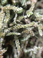 Weymouthia cochlearifolia