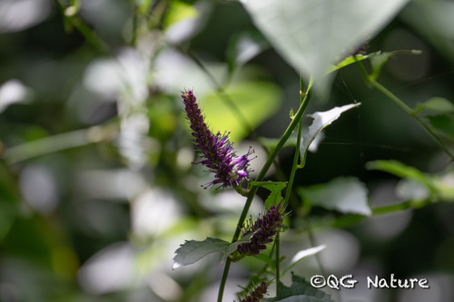 Veronicastrum stenostachyum