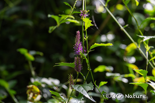 Veronicastrum stenostachyum, photograph 1