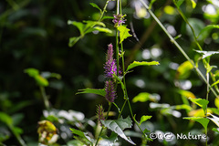 Veronicastrum stenostachyum, photograph (c) Wang.QG, some rights reserved (CC BY)