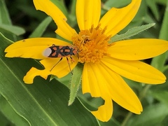 Graptostethus electus