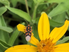 Graptostethus electus