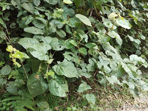 Croton aromaticus, 2025-09-06