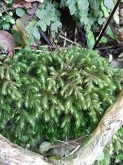 Echinodiopsis hispida