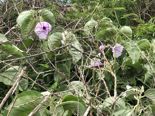 Ipomoea hildebrandtii, photograph 3