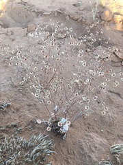 Eriogonum cernuum