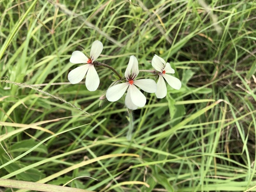 Pelargonium quinquelobatum, photograph 3