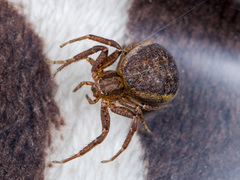 Xysticus ephippiatus