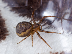 Xysticus ephippiatus