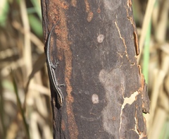 Cryptoblepharus virgatus