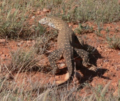 Varanus giganteus