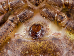 Xysticus ephippiatus