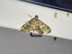 Blepharomastix ranalis