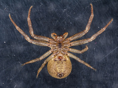 Xysticus ephippiatus