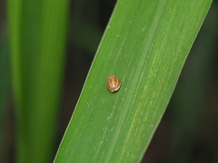Hemisphaerius formosus