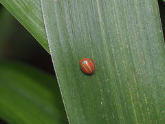 Hemisphaerius formosus
