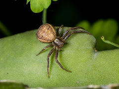 Xysticus ephippiatus