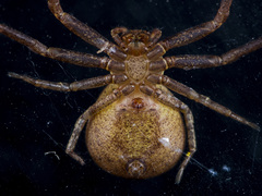 Xysticus ephippiatus