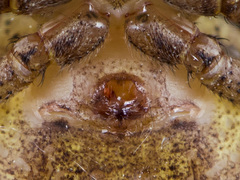 Xysticus ephippiatus