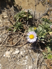 Erigeron glaucus