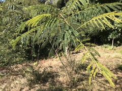 Albizia julibrissin